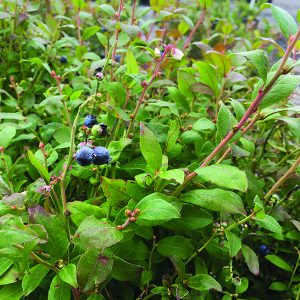 Brunswick Blueberry Bush