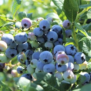 Northsky Blueberry Bush