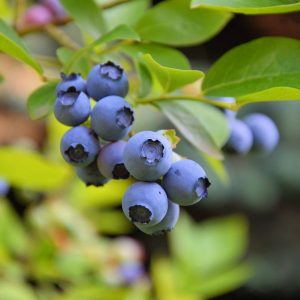 Sunshine Blue Blueberry Bush