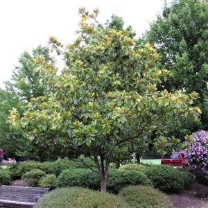 Bracken's Brown Beauty Magnolia