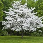 White Dogwood Tree