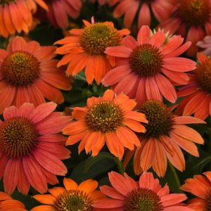 Artisan™ Red Ombre Coneflower