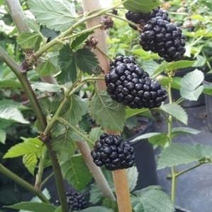 Arapaho Thornless Blackberry Plants
