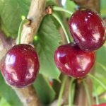 Bing Cherry Tree
