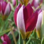 Persian Pearl Tulip
