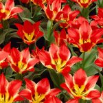 Plaisir Tulip