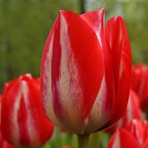 Spryng Break Tulip