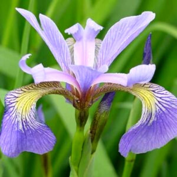 Water Iris Versicolor