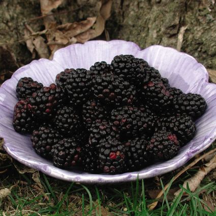 Chester Thornless Blackberry Bush