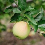 Dorsett Golden Apple Tree