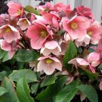 Gold® Collection Pink Frost Lenten Rose