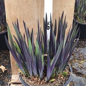 Purple Flame Iris
