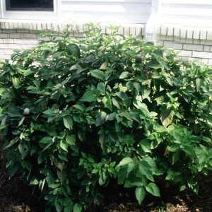 Alleman's Compact Dogwood