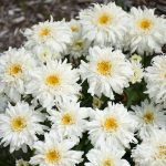 Amazing Daisies® Marshmallow Shasta Daisy