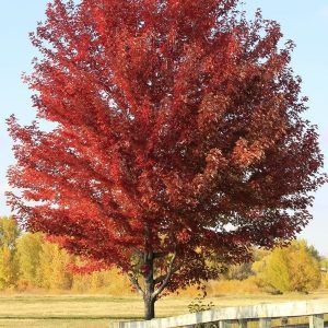 Sun Valley Maple Tree