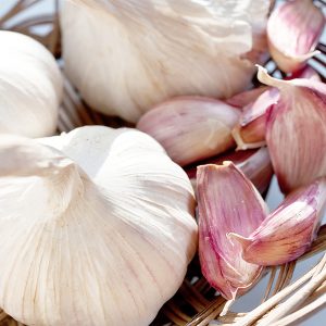 Italian Late Garlic