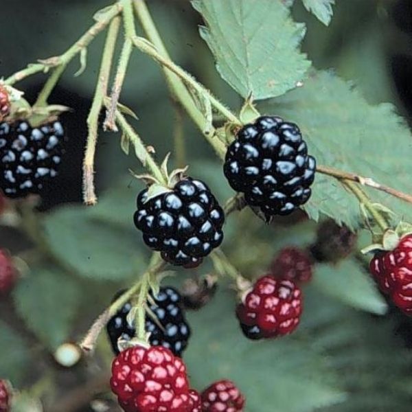 Navaho Thornless Blackberry Bush