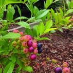 Nocturne Blueberry Bush