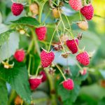 Vintage Raspberry Bushes