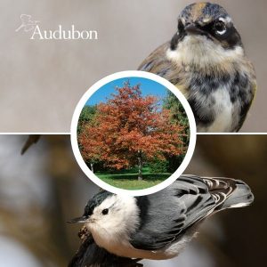 Audubon® Native Red Maple