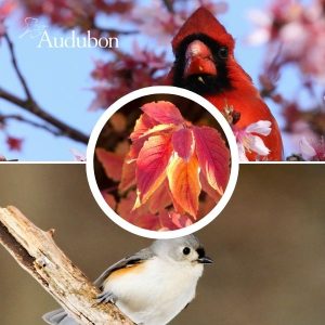 Audubon® Native Red Twig Dogwood