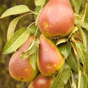 Golden Spice Pear