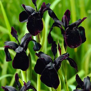 Black Chrysographes Iris